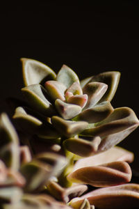 Close-up of succulent plant against black background