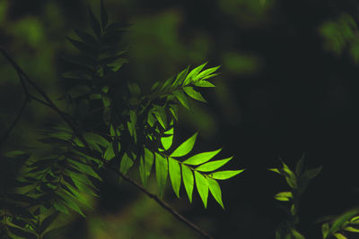 Close-up of fern leaves