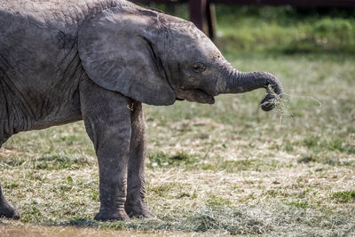 Side view of elephant on field