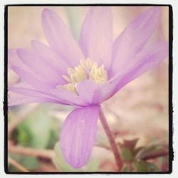 Close-up of pink flower