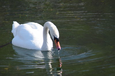 Close-up of swan swimming in lake