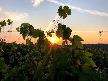 Plants and trees against sky during sunset