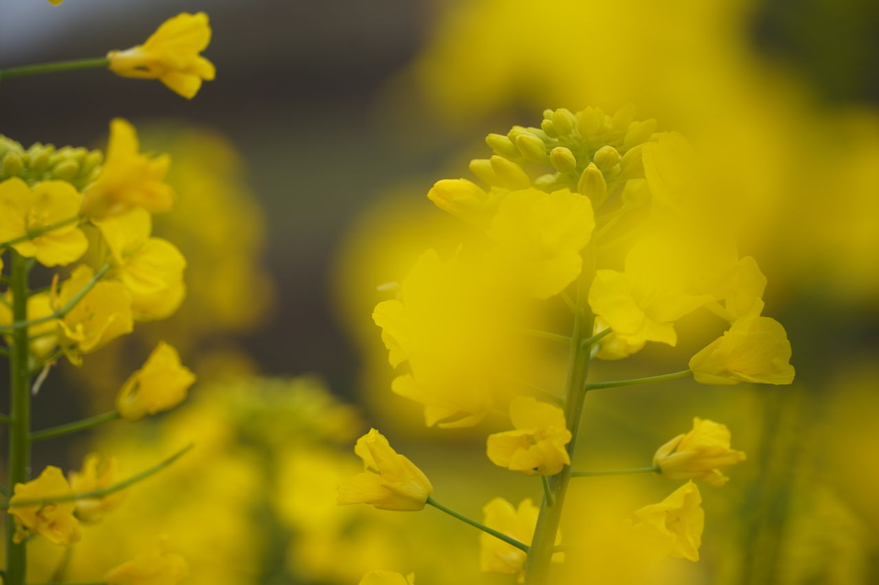 yellow, flower, rapeseed, plant, flowering plant, freshness, beauty in nature, canola, produce, nature, mustard, growth, brassica rapa, close-up, fragility, vegetable, food, springtime, no people, oilseed rape, blossom, flower head, vibrant color, petal, selective focus, outdoors, field, inflorescence, macro photography, land, focus on foreground, agriculture, day, environment, rural scene, landscape