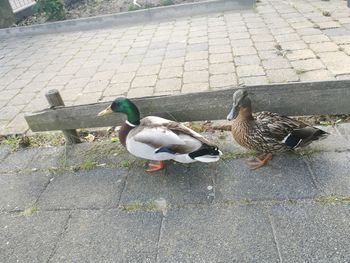 Mallard ducks on ground