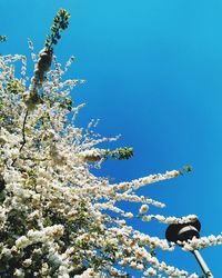 Low angle view of flowering plant against blue sky