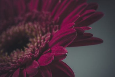 Close-up of pink flower