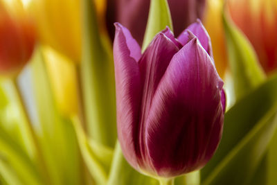 Close-up of pink tulip