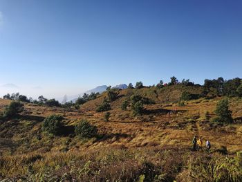 Scenic view of field against clear sky