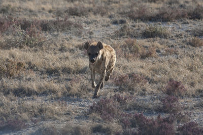 Close-up of hyena running on grassy field