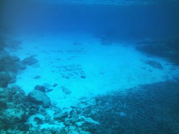 View of fish underwater