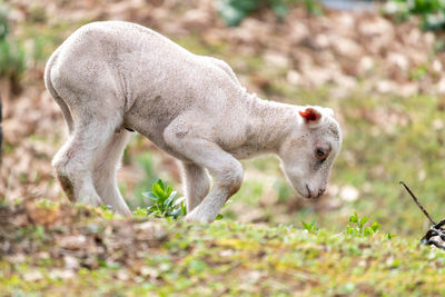 Side view of a sheep on field