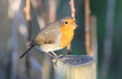 Close-up of bird perching outdoors