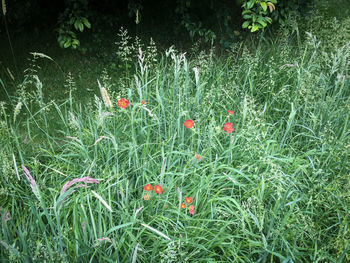 Red poppy flowers on field