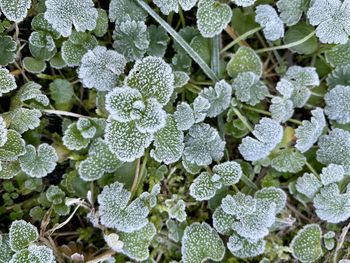 frost