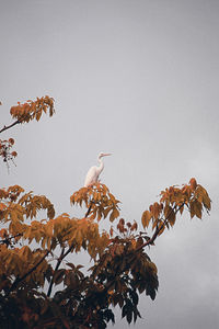 Bird perching on a tree