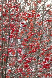 Full frame shot of red flowering tree during winter