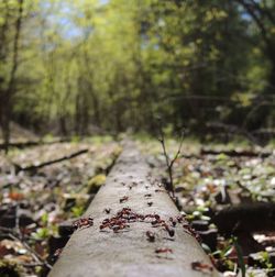 Close-up of railroad track amidst trees in forest