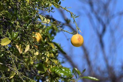 Low angle view of fruits on tree