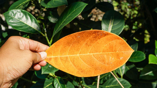 Close-up of person holding leaves