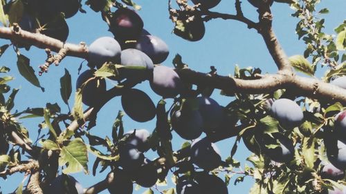 Low angle view of fruits on tree against sky