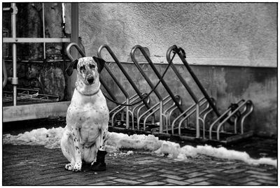 Dog on snow