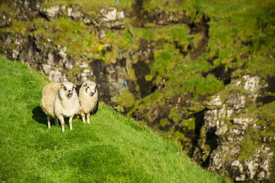 View of sheep on rock