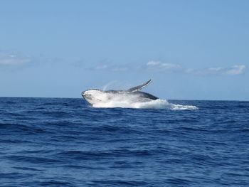 Whale in calm blue sea