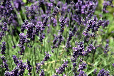 Close-up of purple flowering plants on field