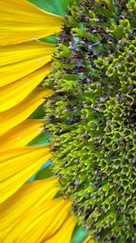 Close-up of yellow flower