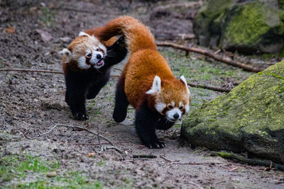 Pandas walking in a zoo