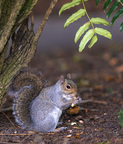 Close-up of squirrel on tree trunk