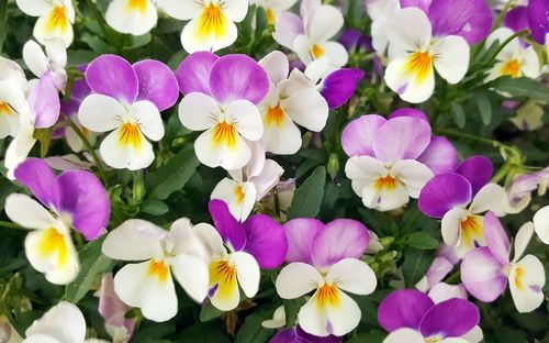 Close-up of purple flowering plants