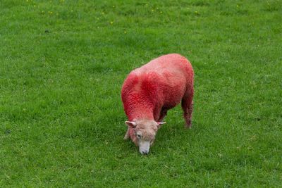 Sheep grazing on grassy field