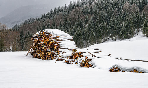 Snow covered trees on field in forest