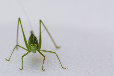 Close-up of spider on wall