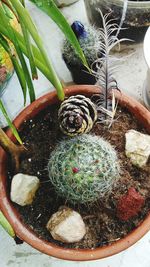 High angle view of succulent plant