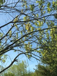 Low angle view of trees against clear blue sky