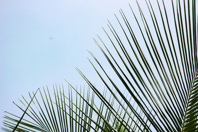 Low angle view of palm trees against clear sky