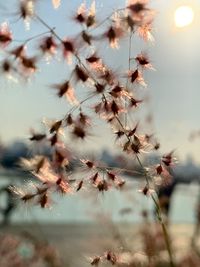 Close-up of wilted plant against sky at dusk