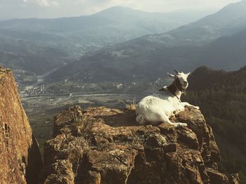 Goat relaxing on cliff
