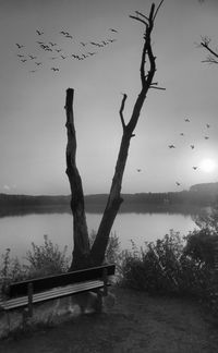Birds flying over lake against sky
