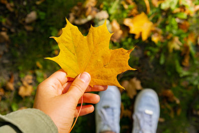 Cropped hand holding autumn leaf