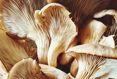 oyster mushroom