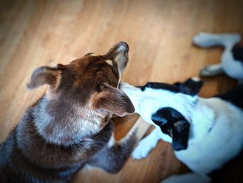 High angle view of a dog