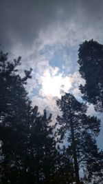 Low angle view of silhouette trees against sky
