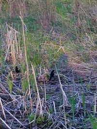 Grass in forest