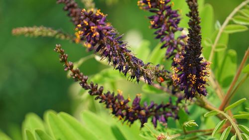 Close-up of purple flowering plant