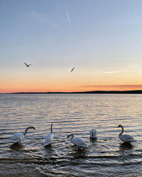 Seagulls flying over sea against sky