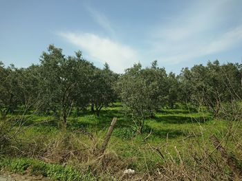 Trees on field against sky