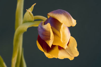 Close-up of yellow flower